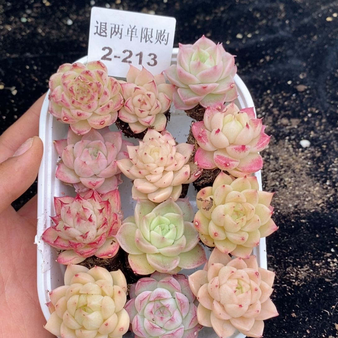 2-213 新疆西藏内蒙不发其他12.8包邮两到三公分多肉