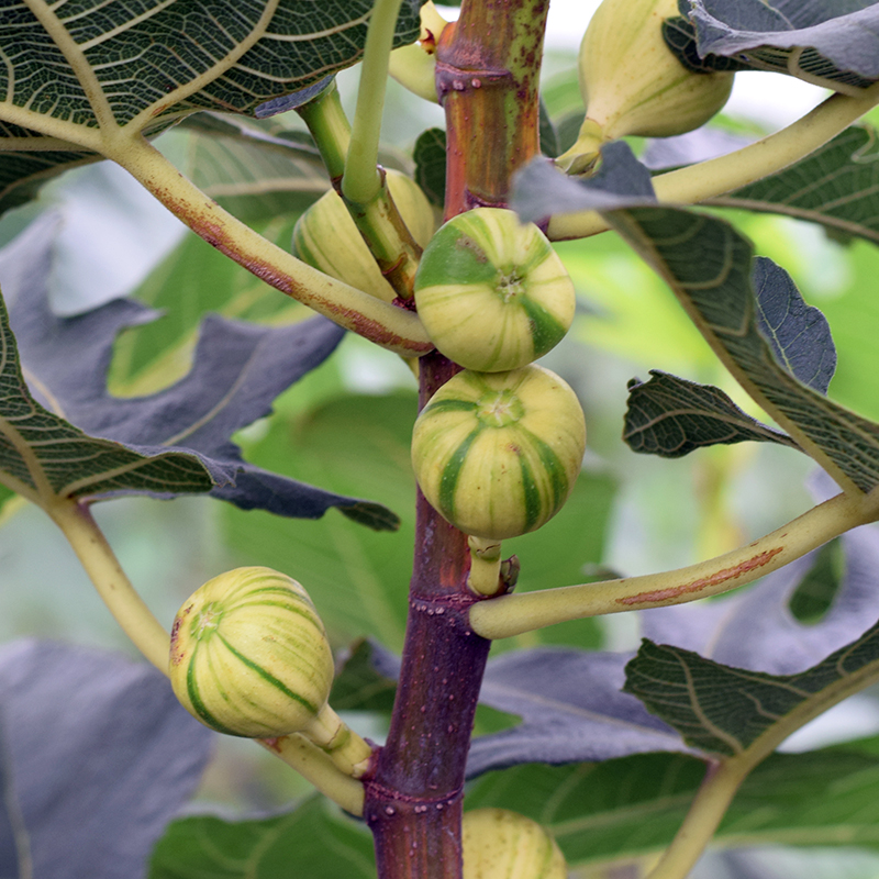无花果一物一拍，三个月售后，南方北方都能种植！！！！