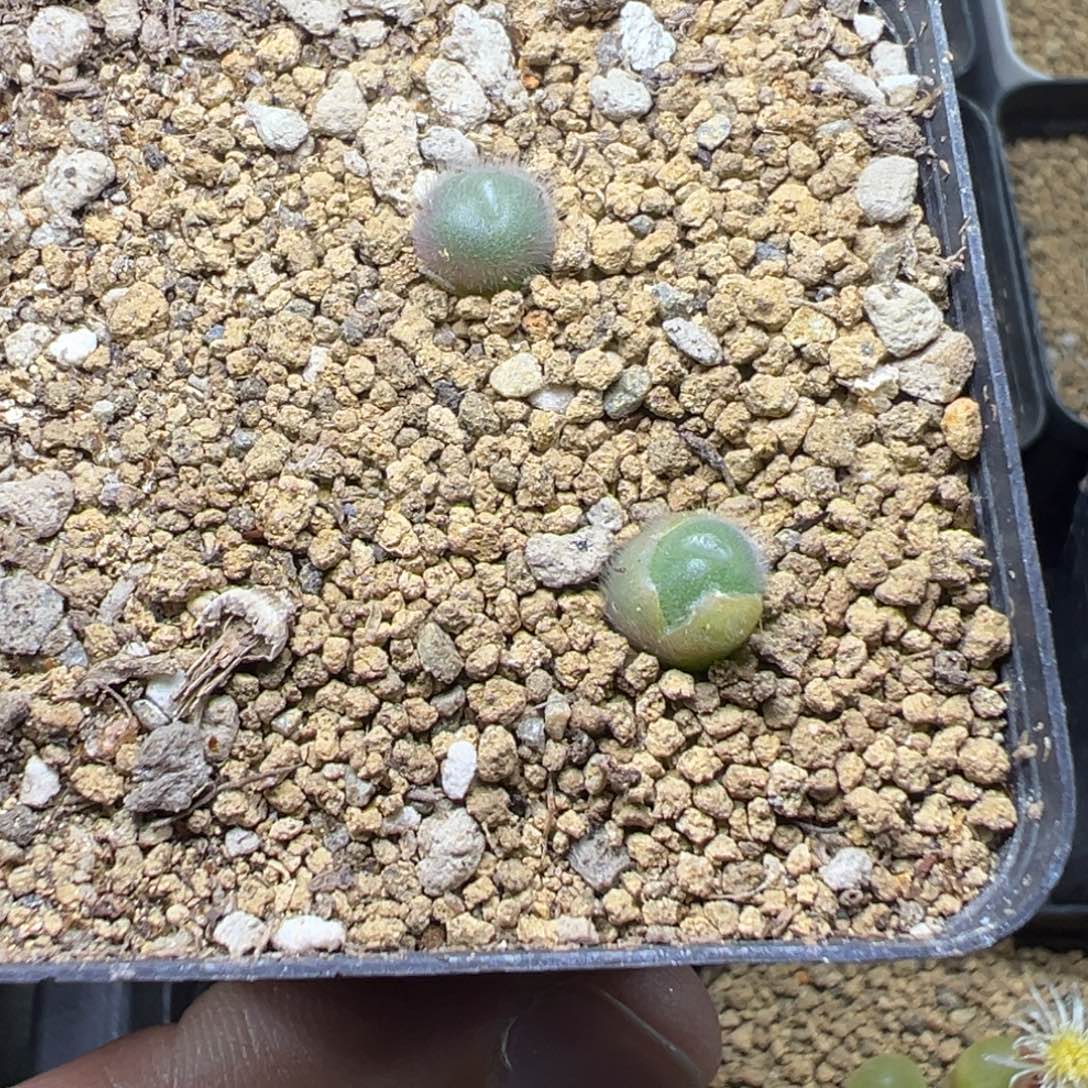 3-43肉锥多肉植物