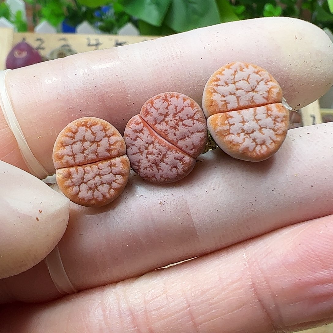 拿铁3颗………………………………