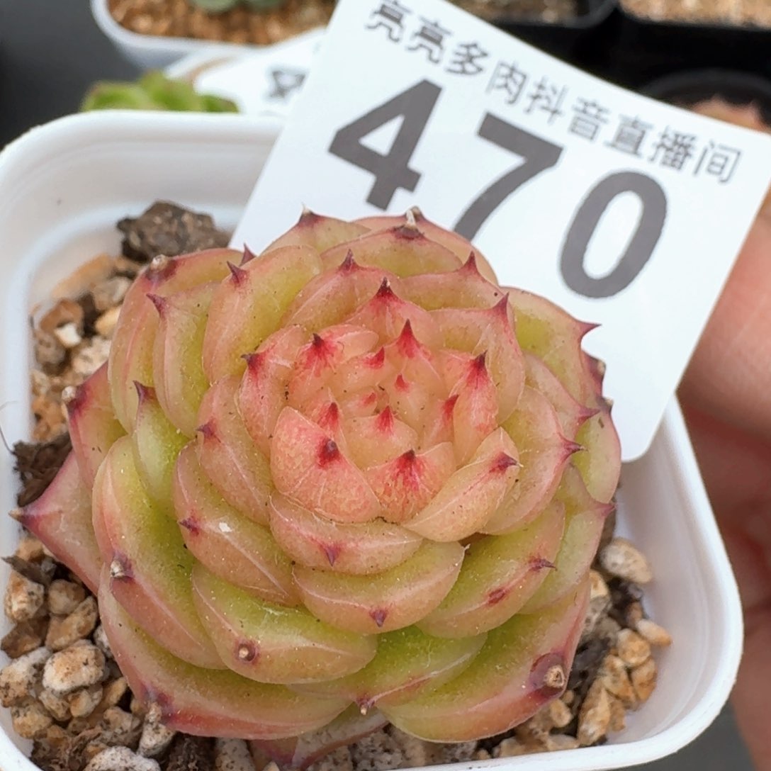 玉玲珑         多肉植物