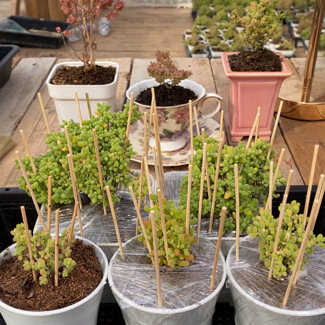 枝干番杏多肉植物929