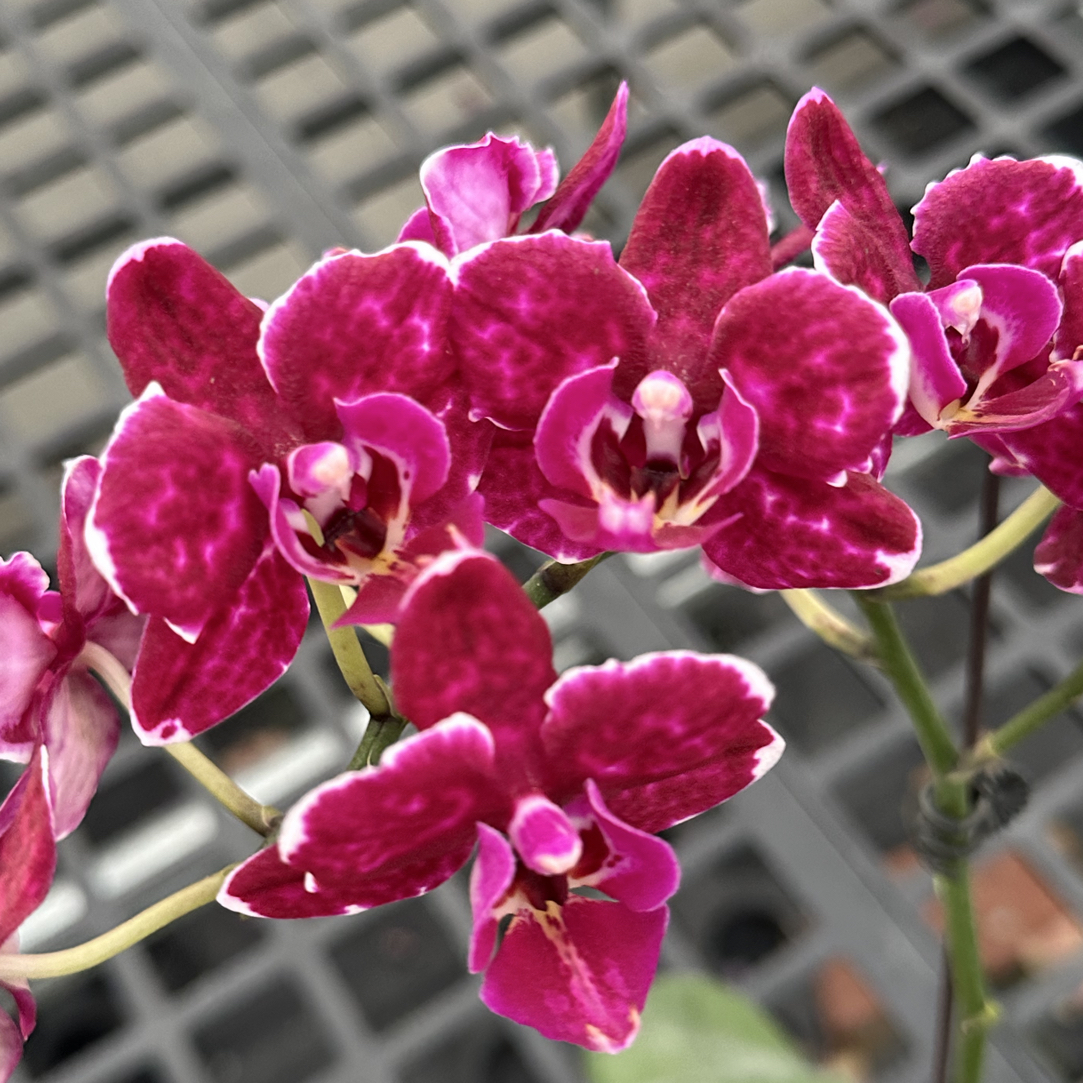 玲泷优选（星空）蝴蝶兰 花期长 好养护