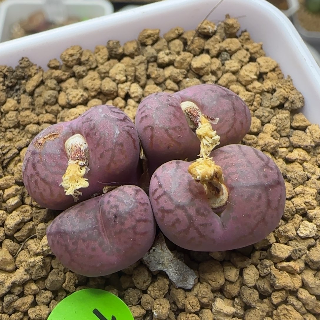 杂交群生多肉植物143