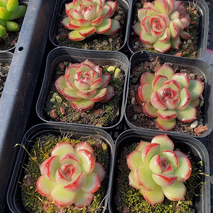 万宝龙带盆土发货