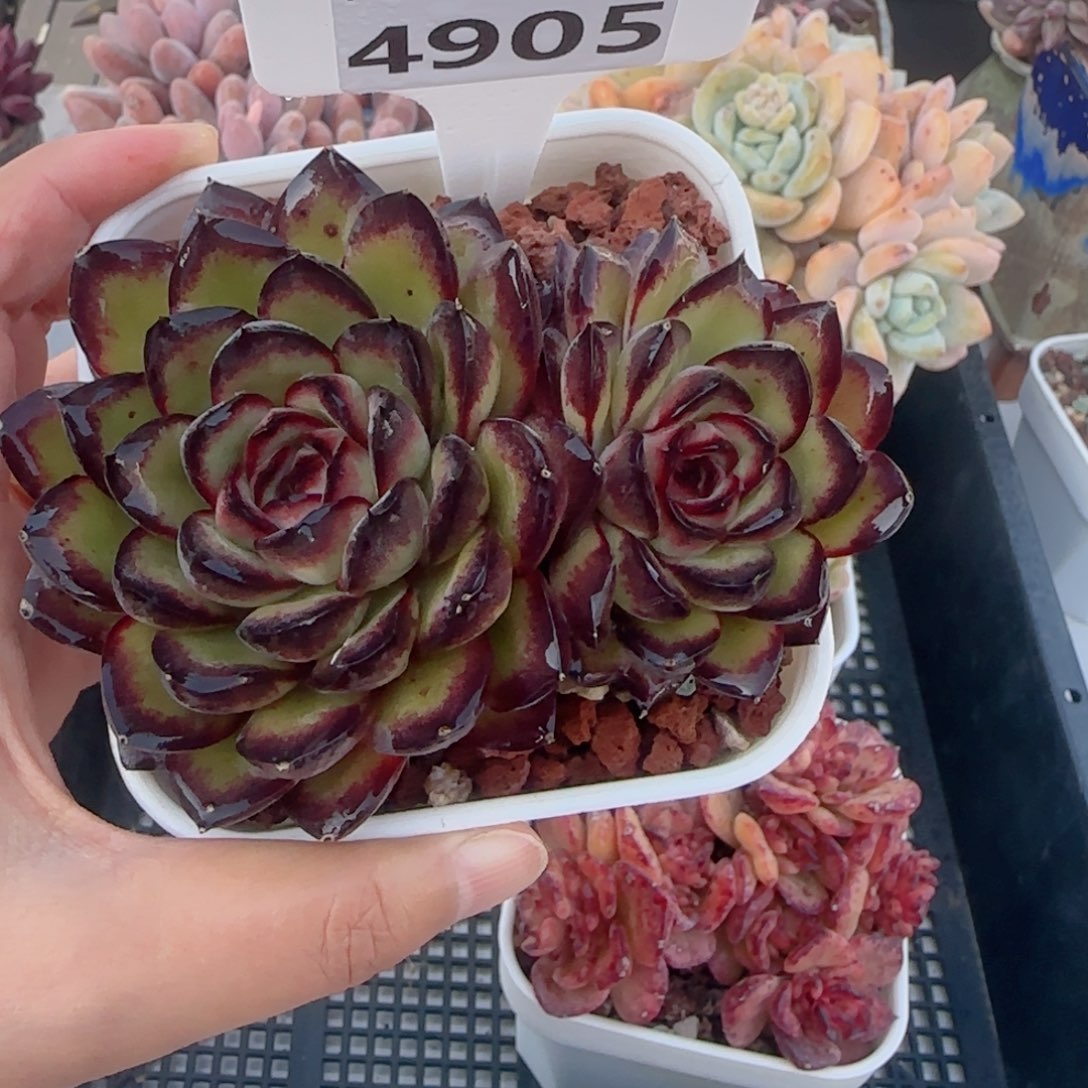 多肉植物4905………………