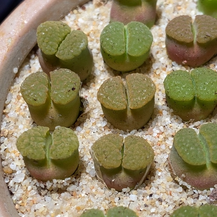 ry1917磁铁风铃一颗