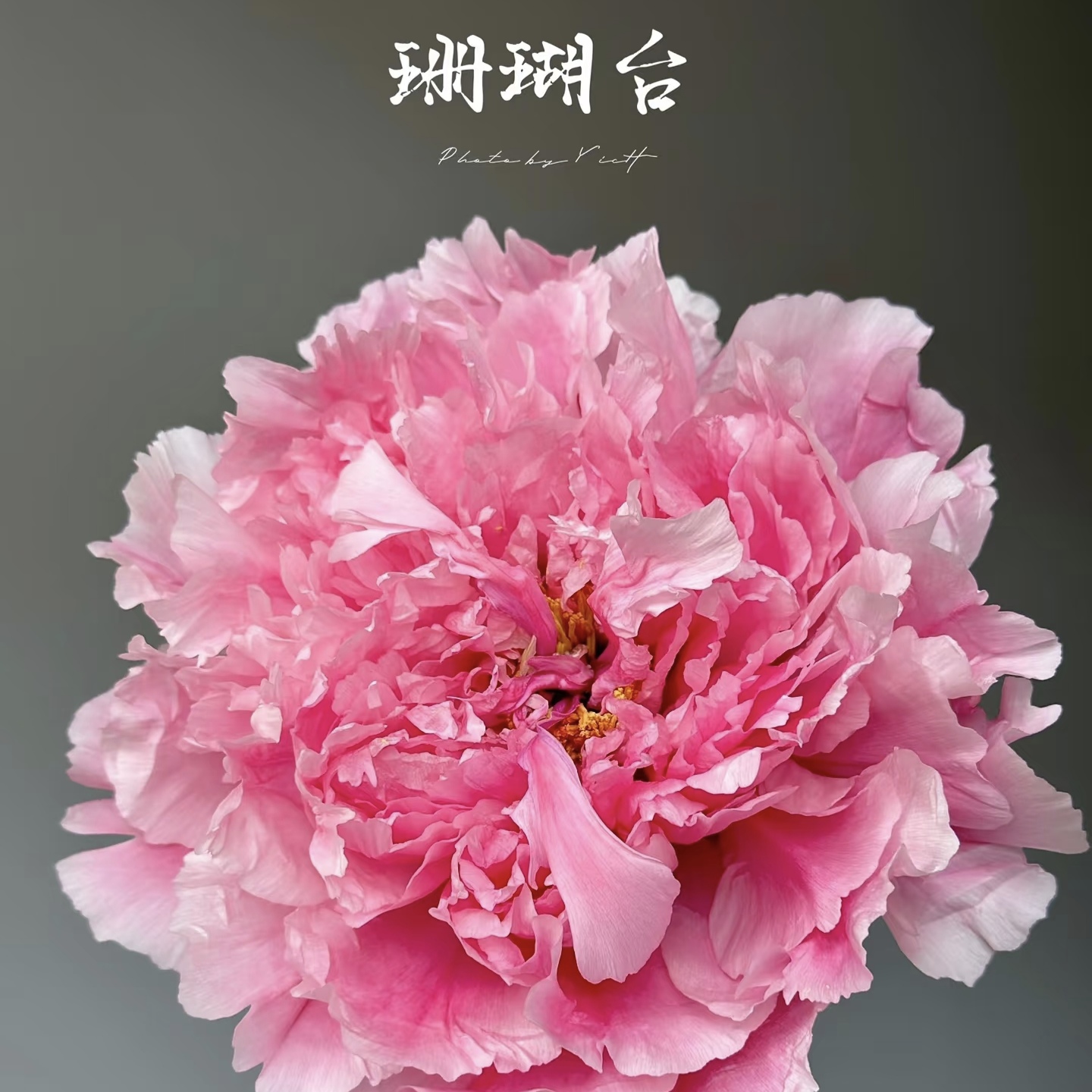 珊瑚台（盆栽）银红色分支能力强千层重瓣