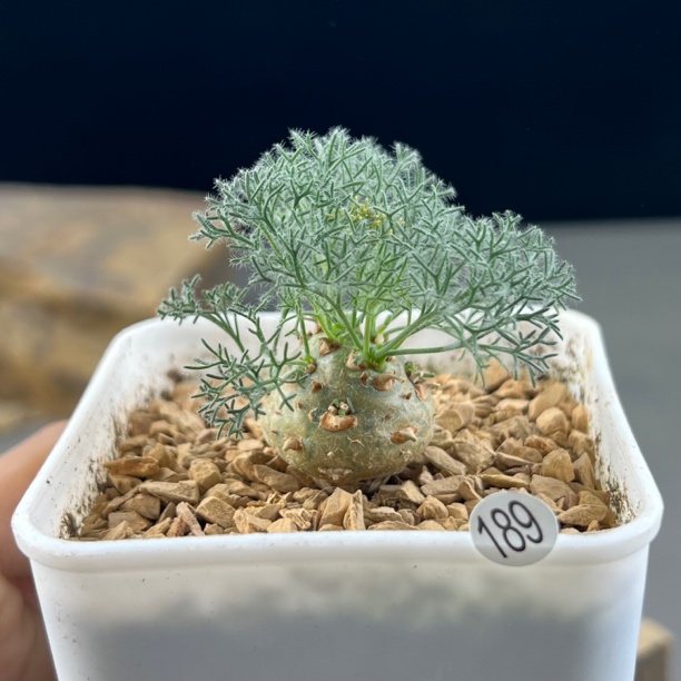 白皮月界种播实生一物一拍189