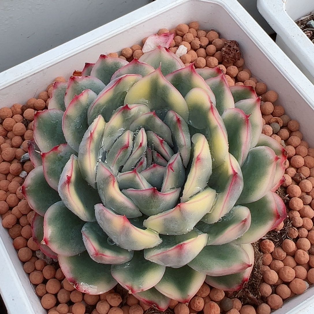 白荷花锦，覆轮锦