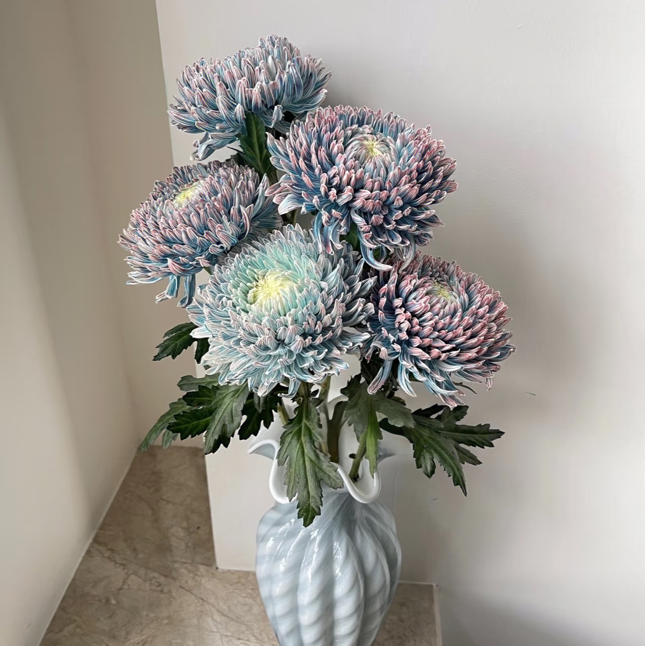 （不包邮）牡丹菊批发必拍一个运费，当场直播同一个地址可以带N个花