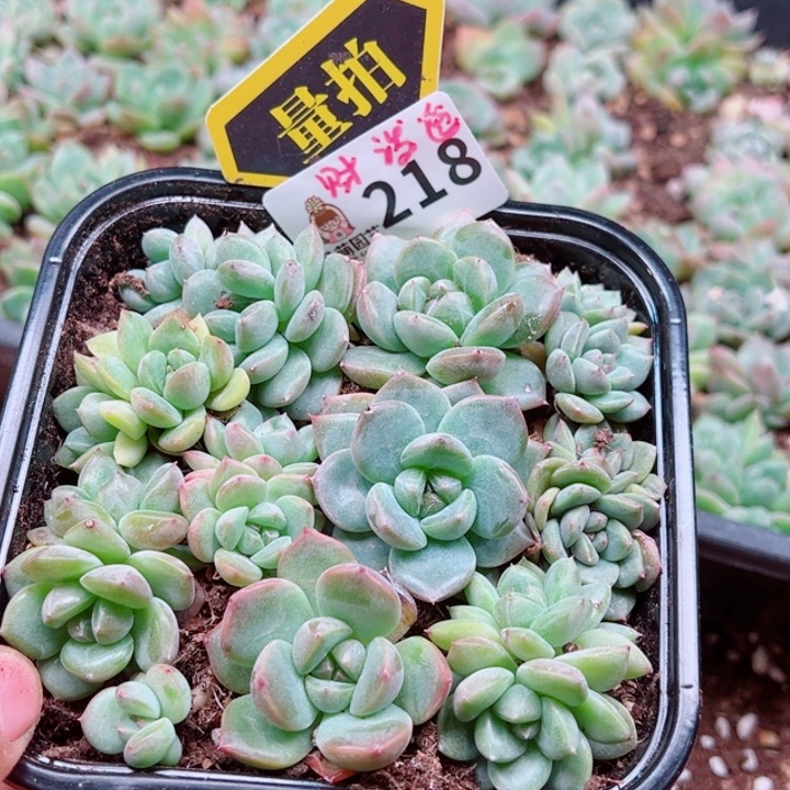 多肉植物多肉植物