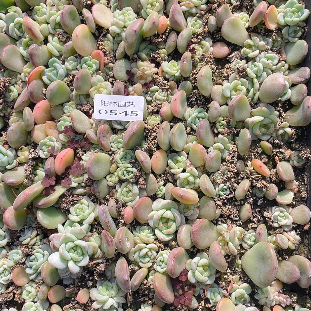温***C多肉植物多肉植物545