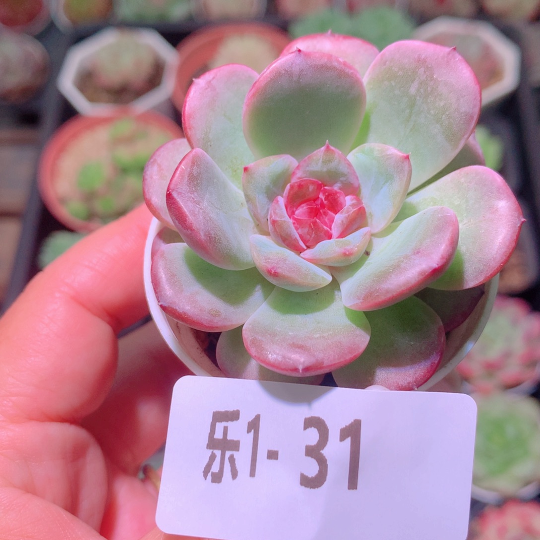 乐然 1-31 新品单头 