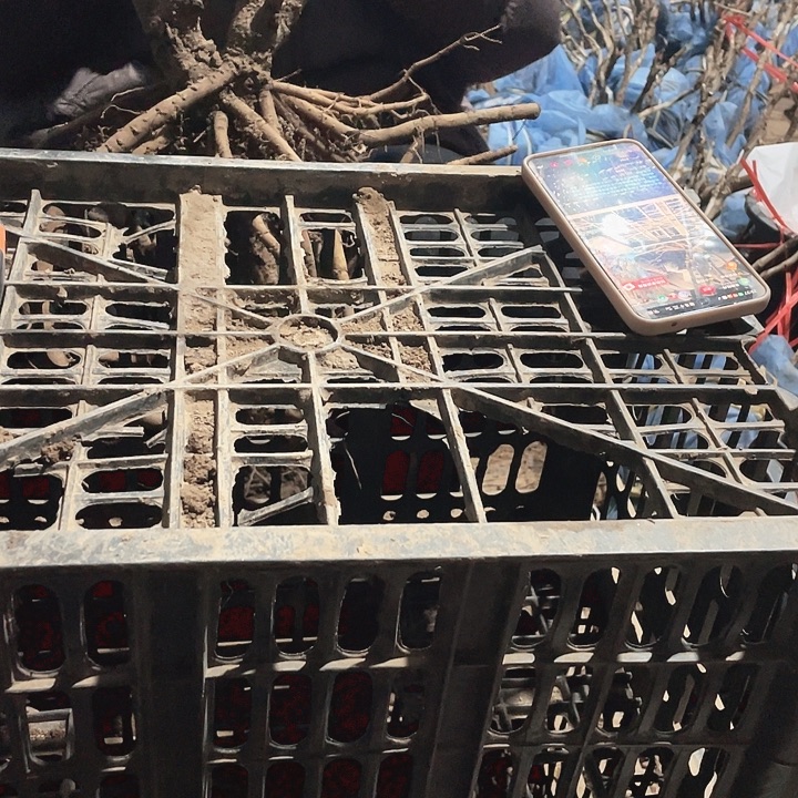 完全开放牡丹花开