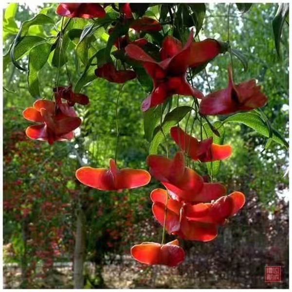 金丝吊蝴蝶又名摇钱树元宝树抗冻耐寒耐高温好养易活