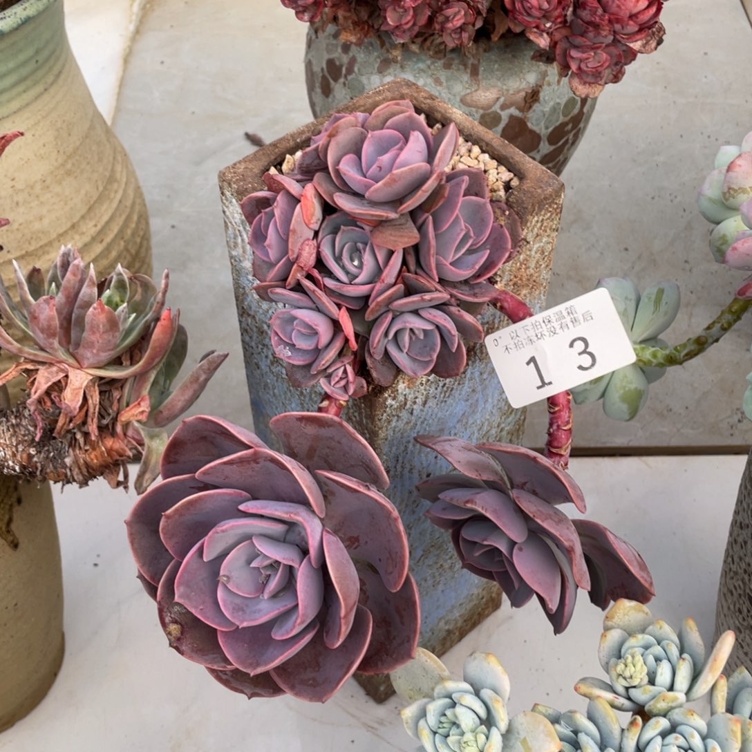 1****0黑大帅多肉层次玫瑰13