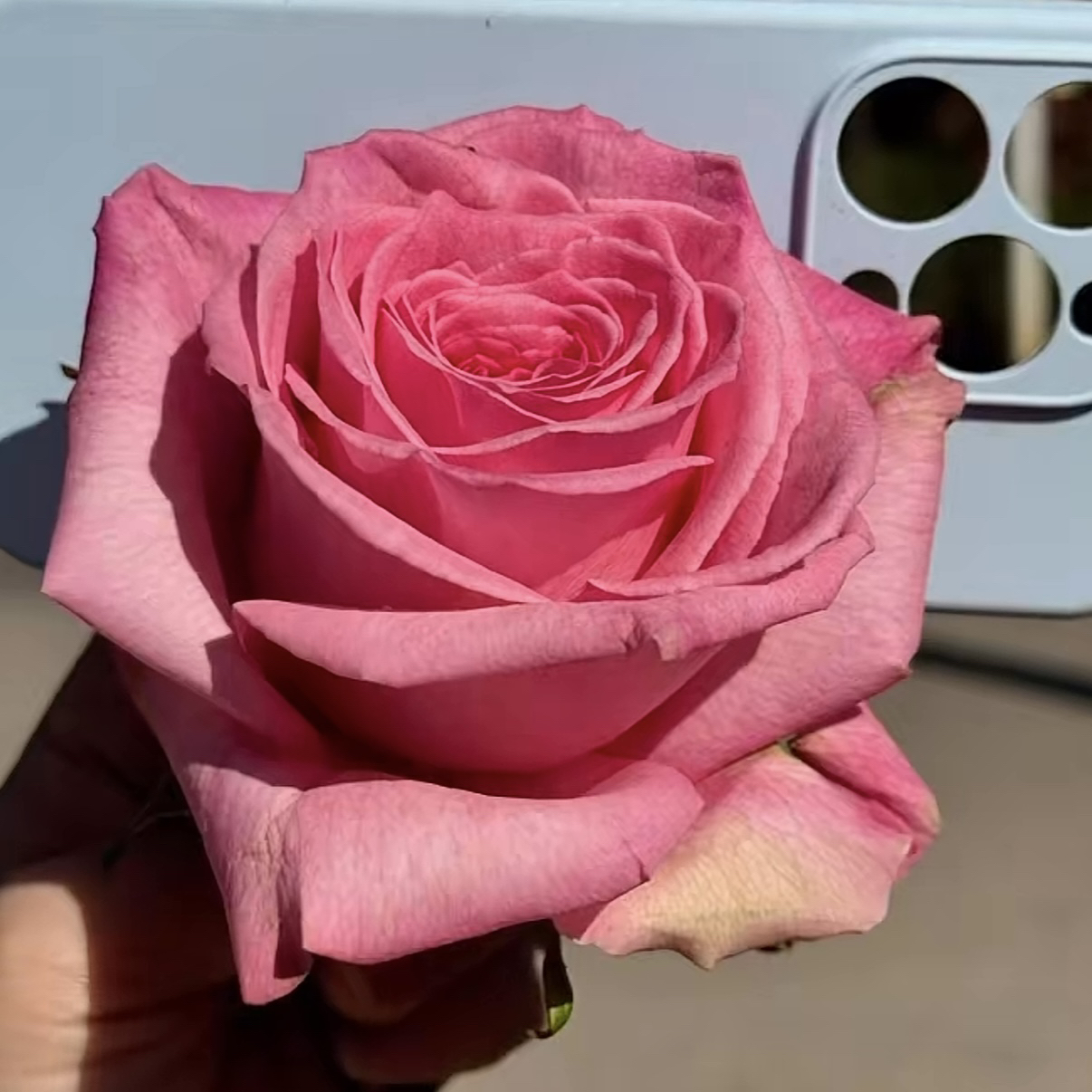 巨大花【粉之妍】浓香高杯切花 花期很长 1加仑根接苗 云南发货