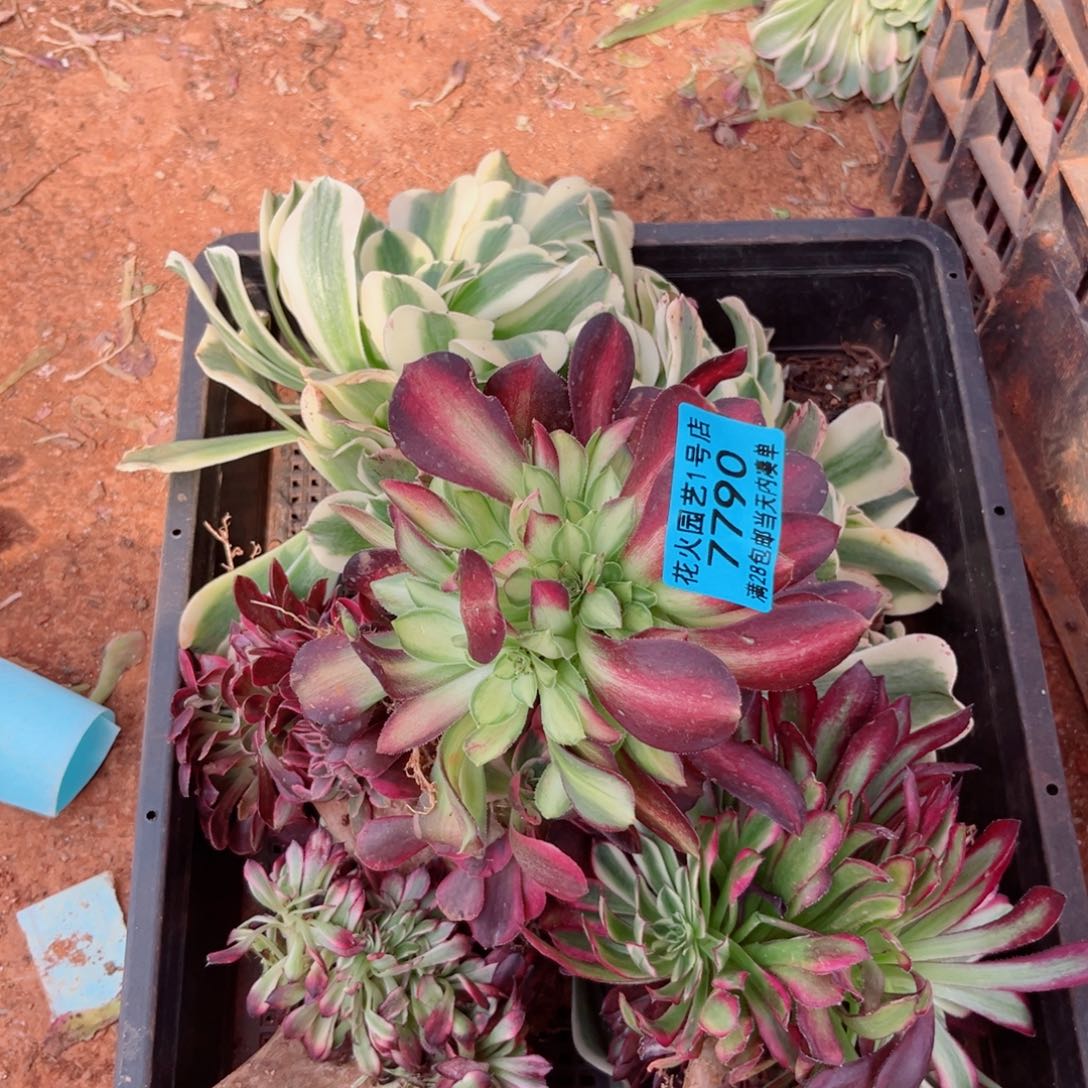 组合7790多肉植物