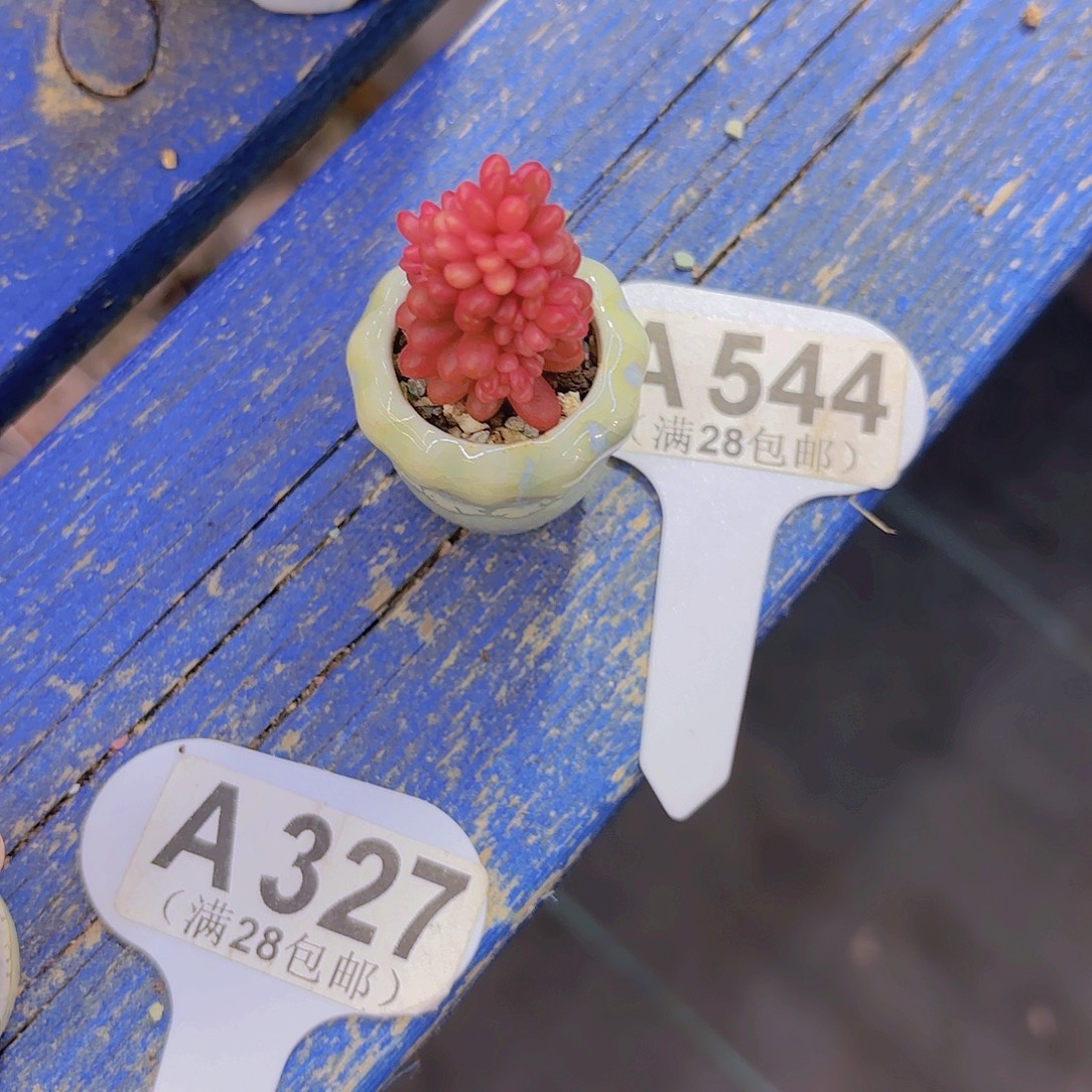A544浆果锦一物一拍