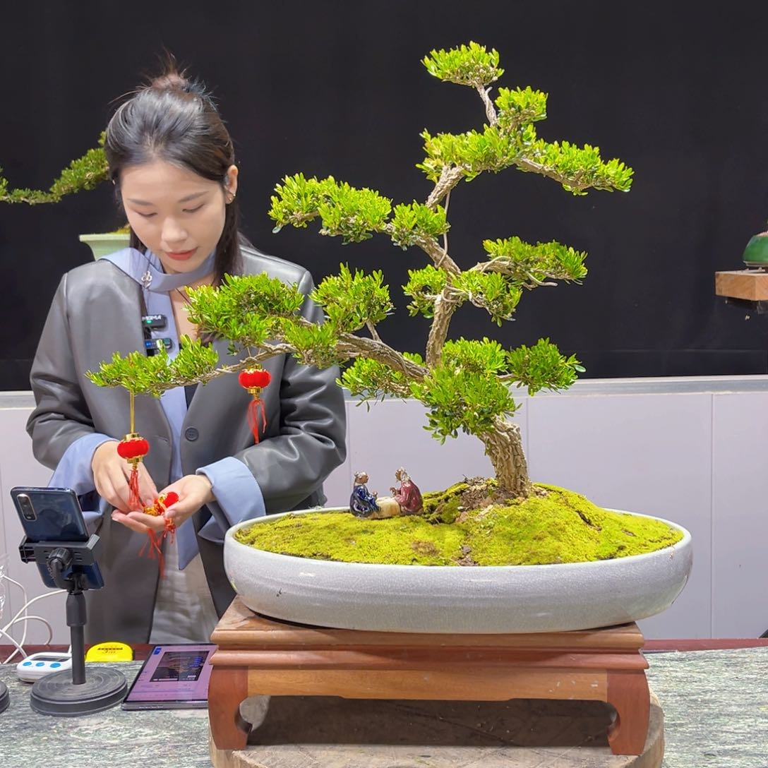 四季常青老桩黄杨盆景