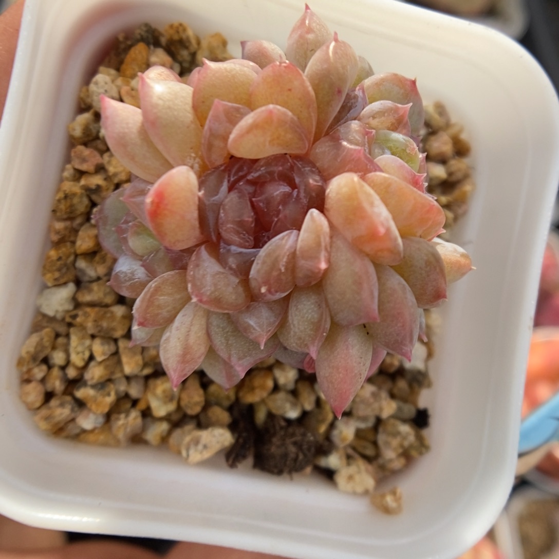 容止甜心朵朵960号