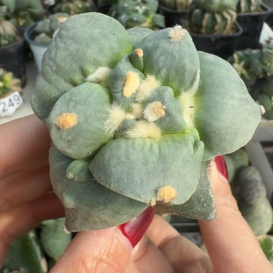 无花朵大尤怒涛潜力股913