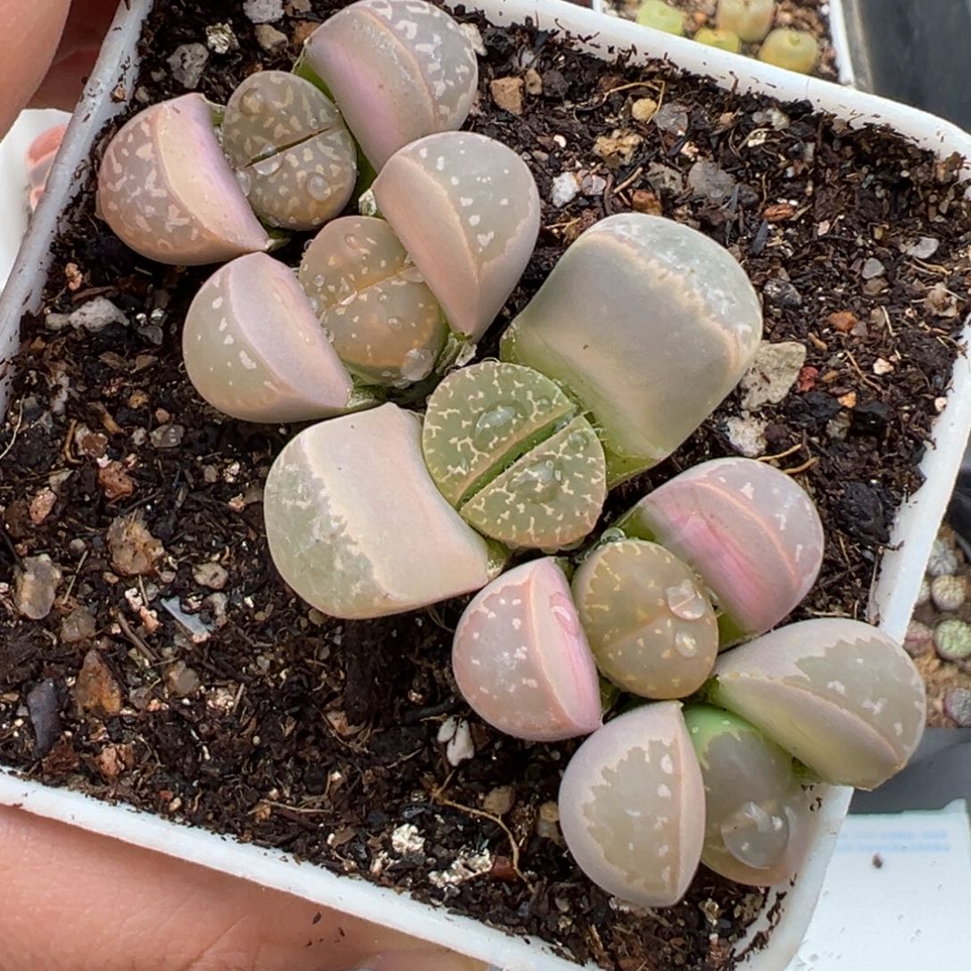 2.3好看的多肉a297