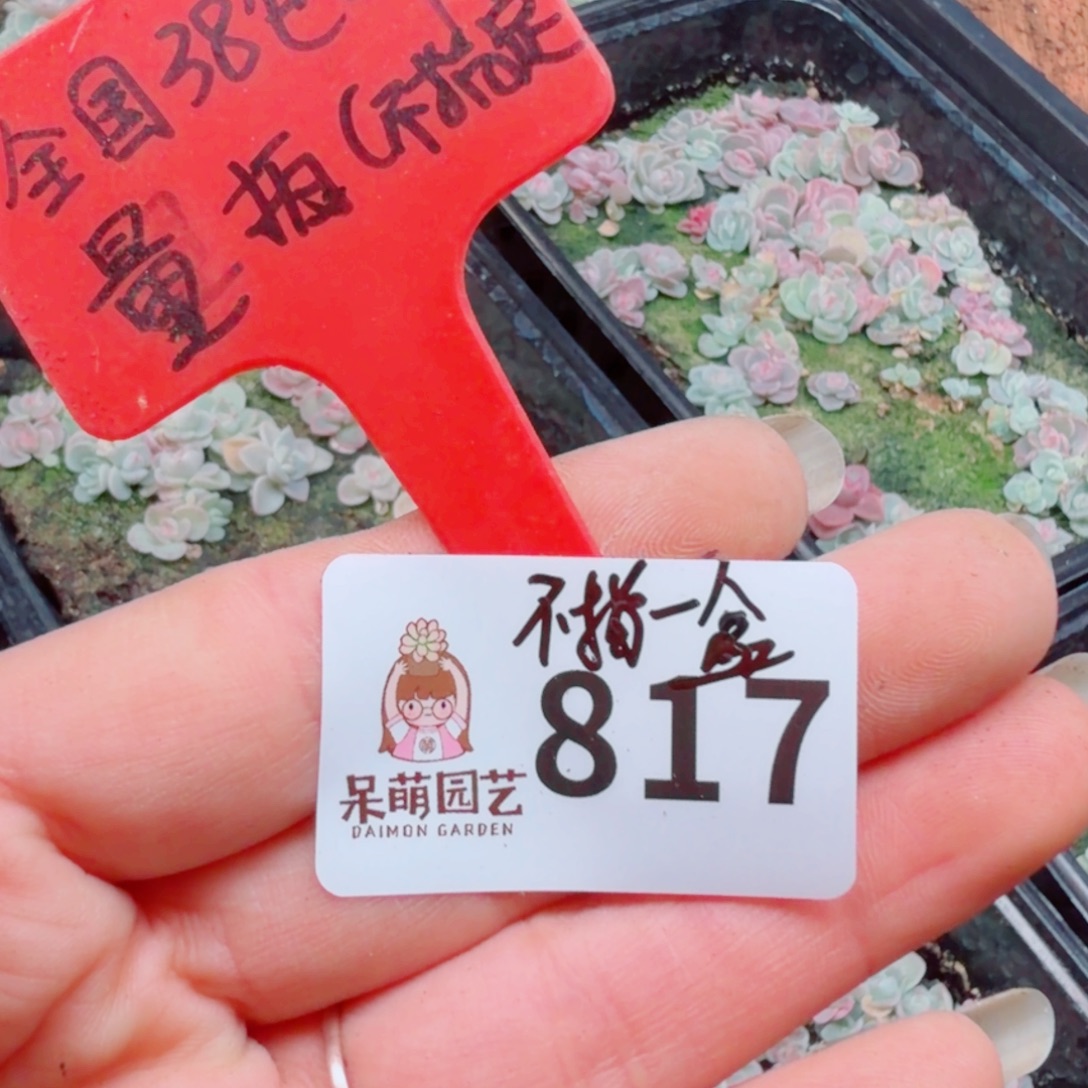 多肉植物多肉植物