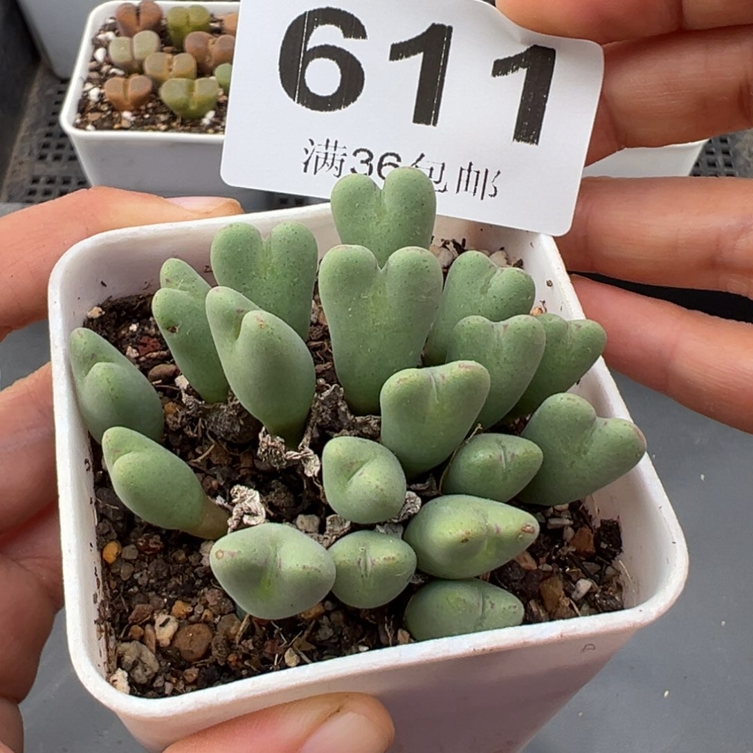 1.25好看的多肉611