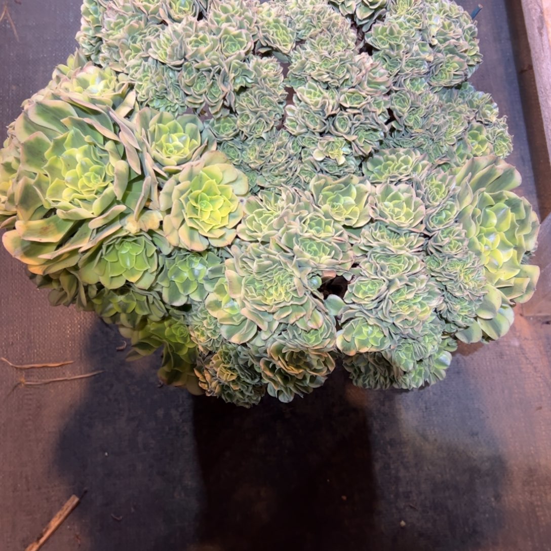 绿豆沙朵朵缀化老桩