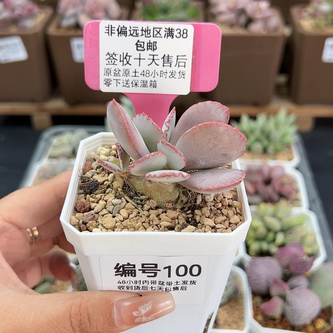 100白安泽多肉植物