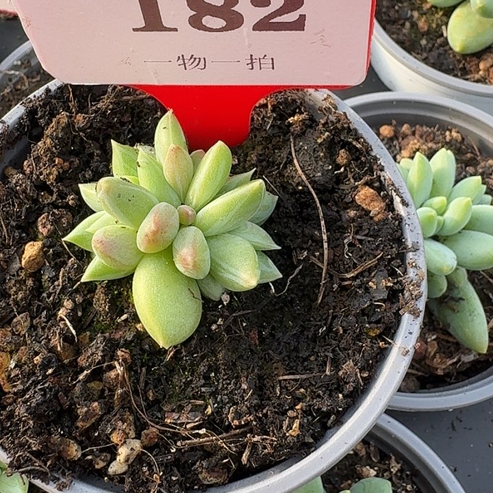 小****量美人182多肉植物