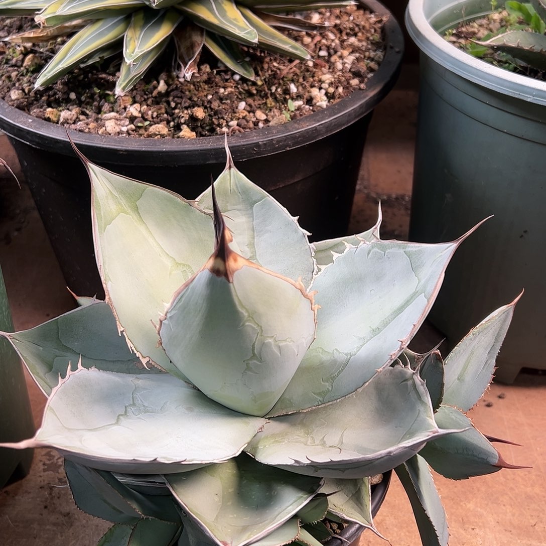 无花朵多肉植物无刺白冰
