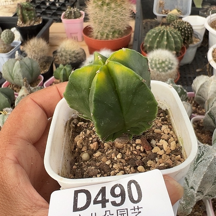 一***馆490号实生鸾多肉植物