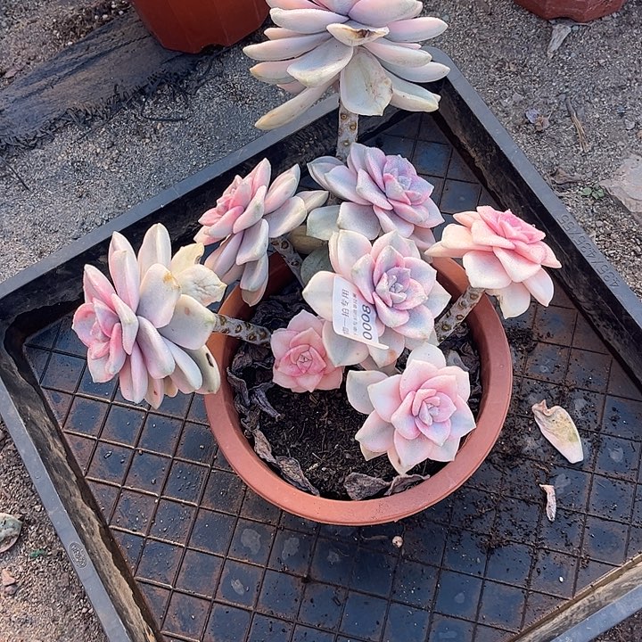 玥***品紫乐锦大群，一物一拍