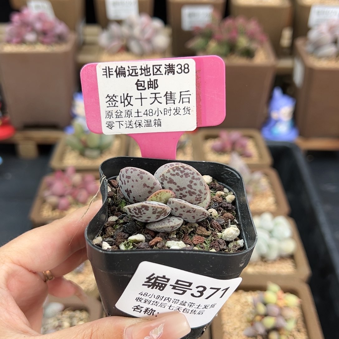 371巨型花蛋多肉植物