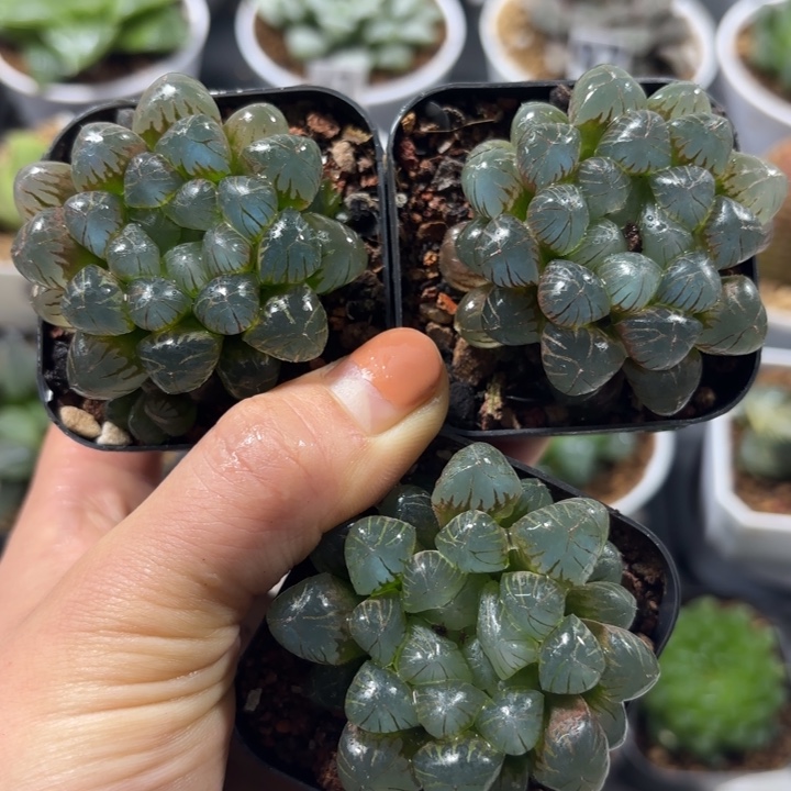 三颗小叶冰灯多肉植物