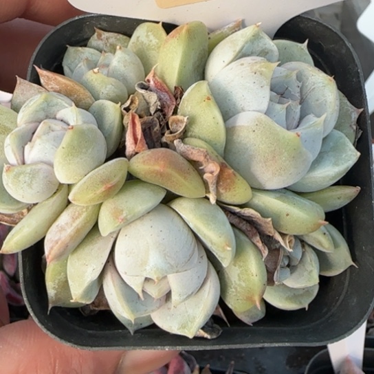 361汉堡群一物一拍多肉