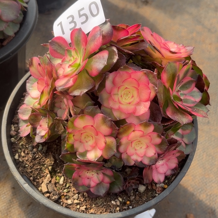 荔枝特价多肉不售后