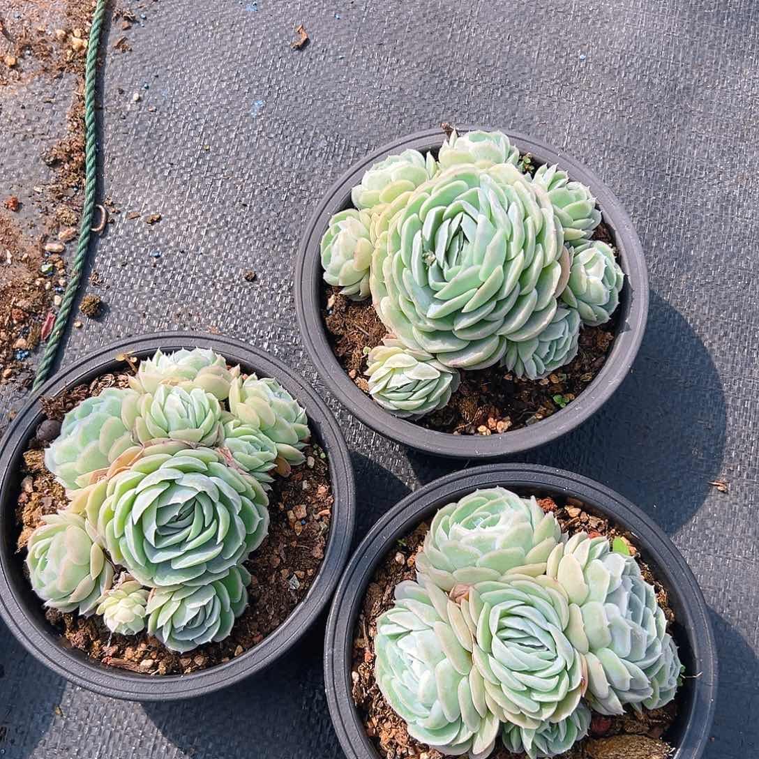 西娜多肉，满18包邮