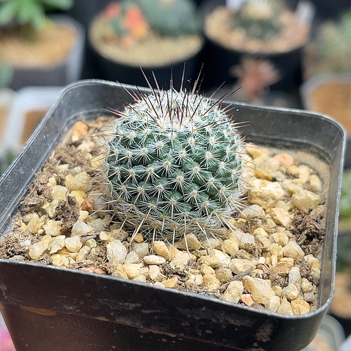 黑刺海豹实生球一颗2.7公分