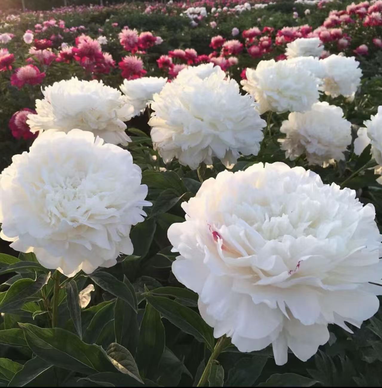 千层重瓣芍药花【杨妃出浴】白色系观赏性阳台庭院