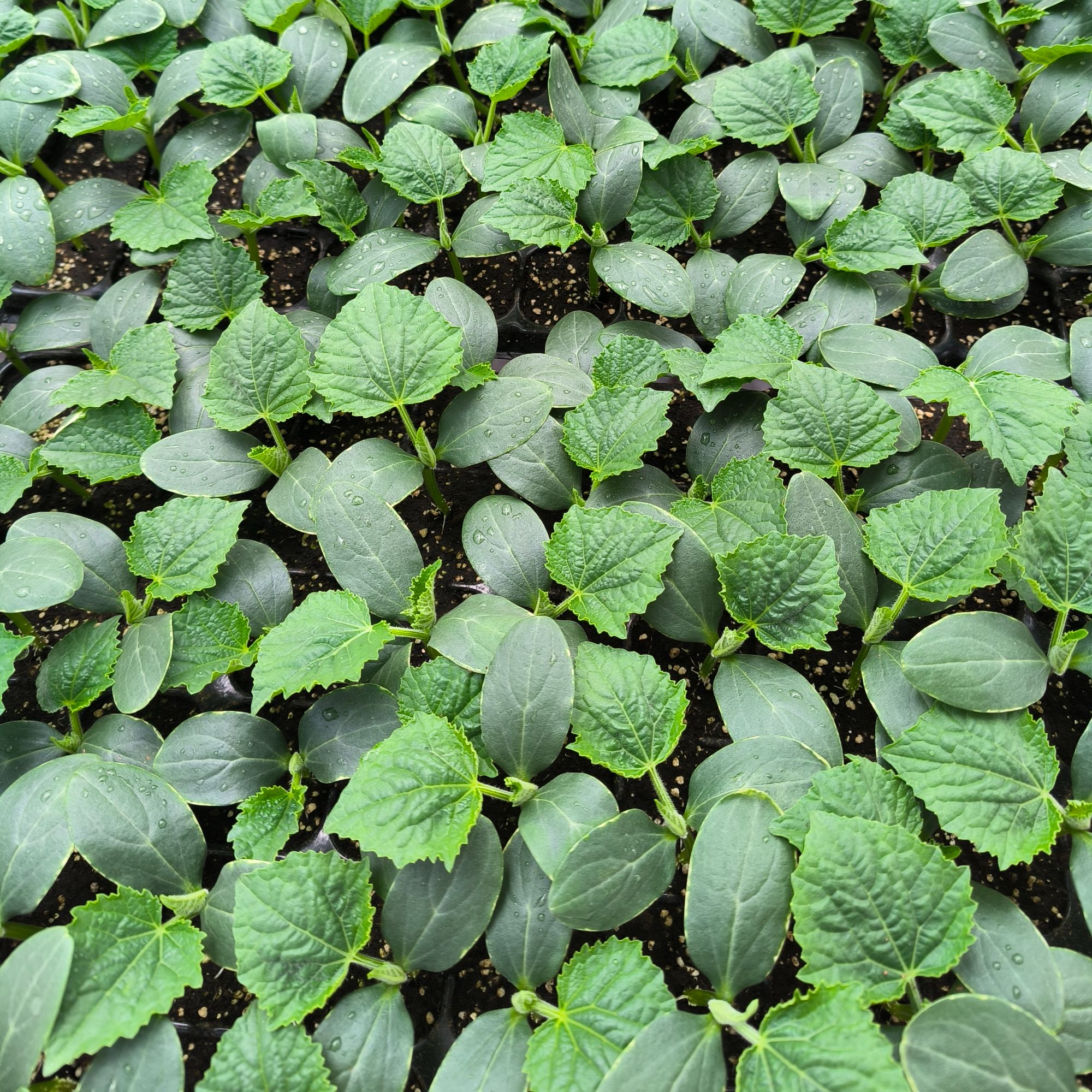 【水果黄瓜苗】结瓜能力好