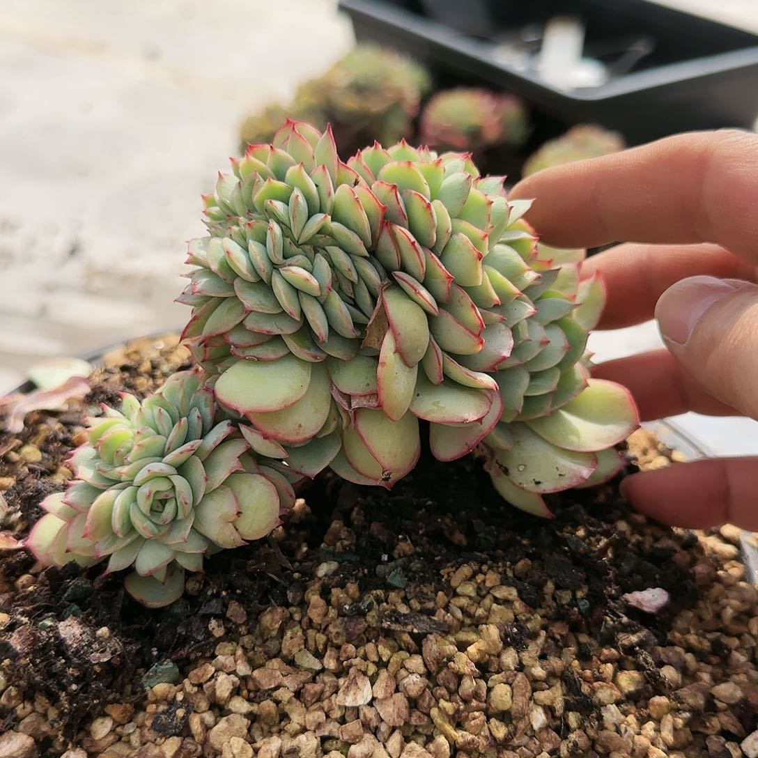 5029号牡丹亭缀138       肉