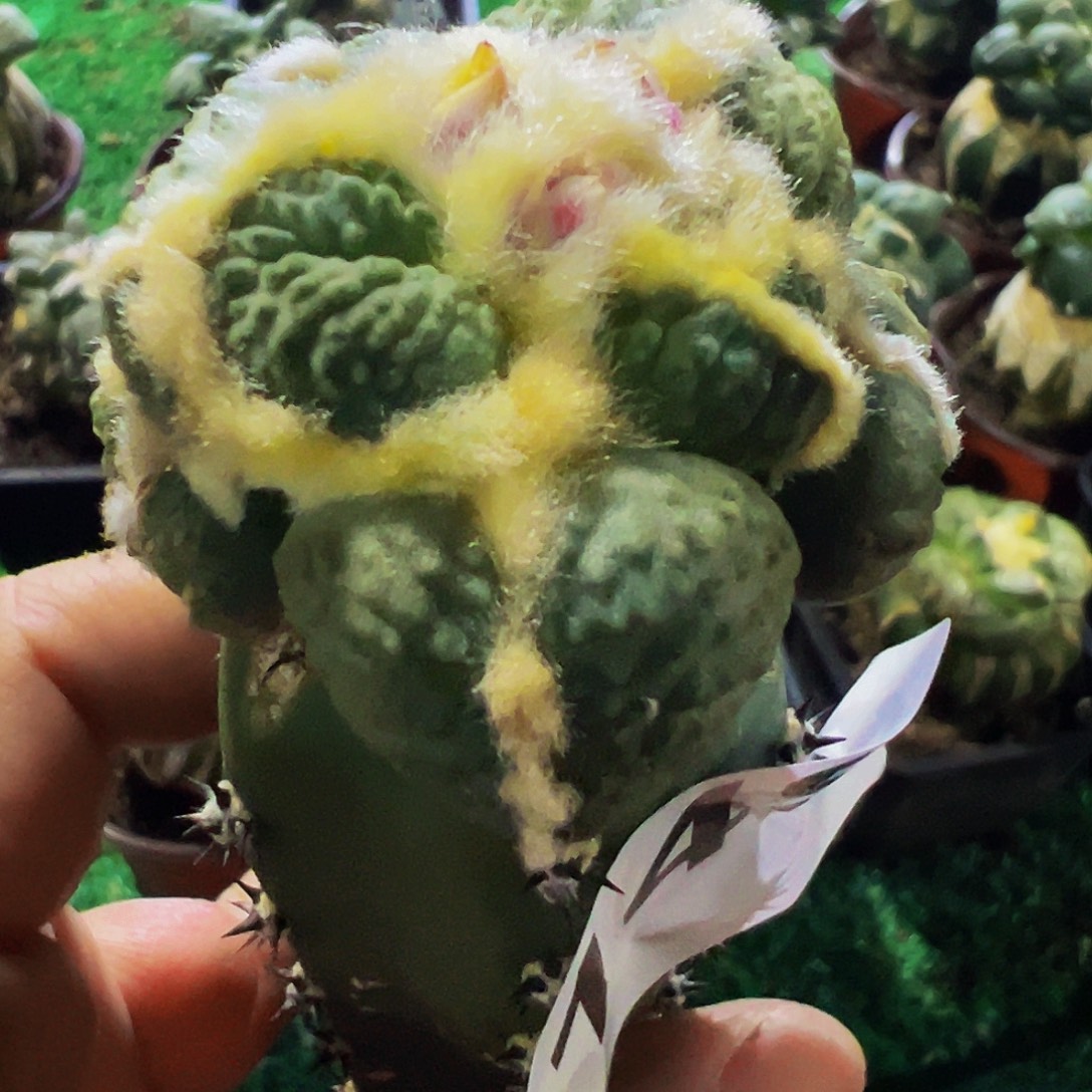 无花朵福利连毛蛋怒涛149