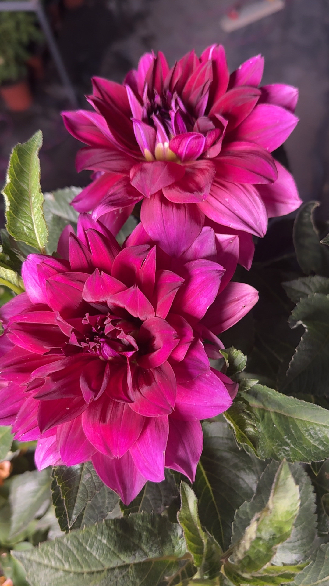 多年生大丽花种球适合室内庭院种植的花卉盆栽