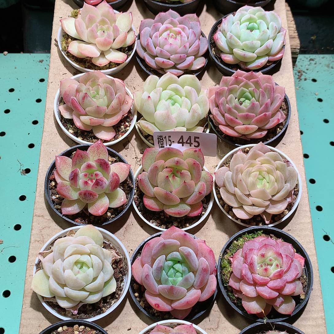 15-445一物一拍带盆18颗