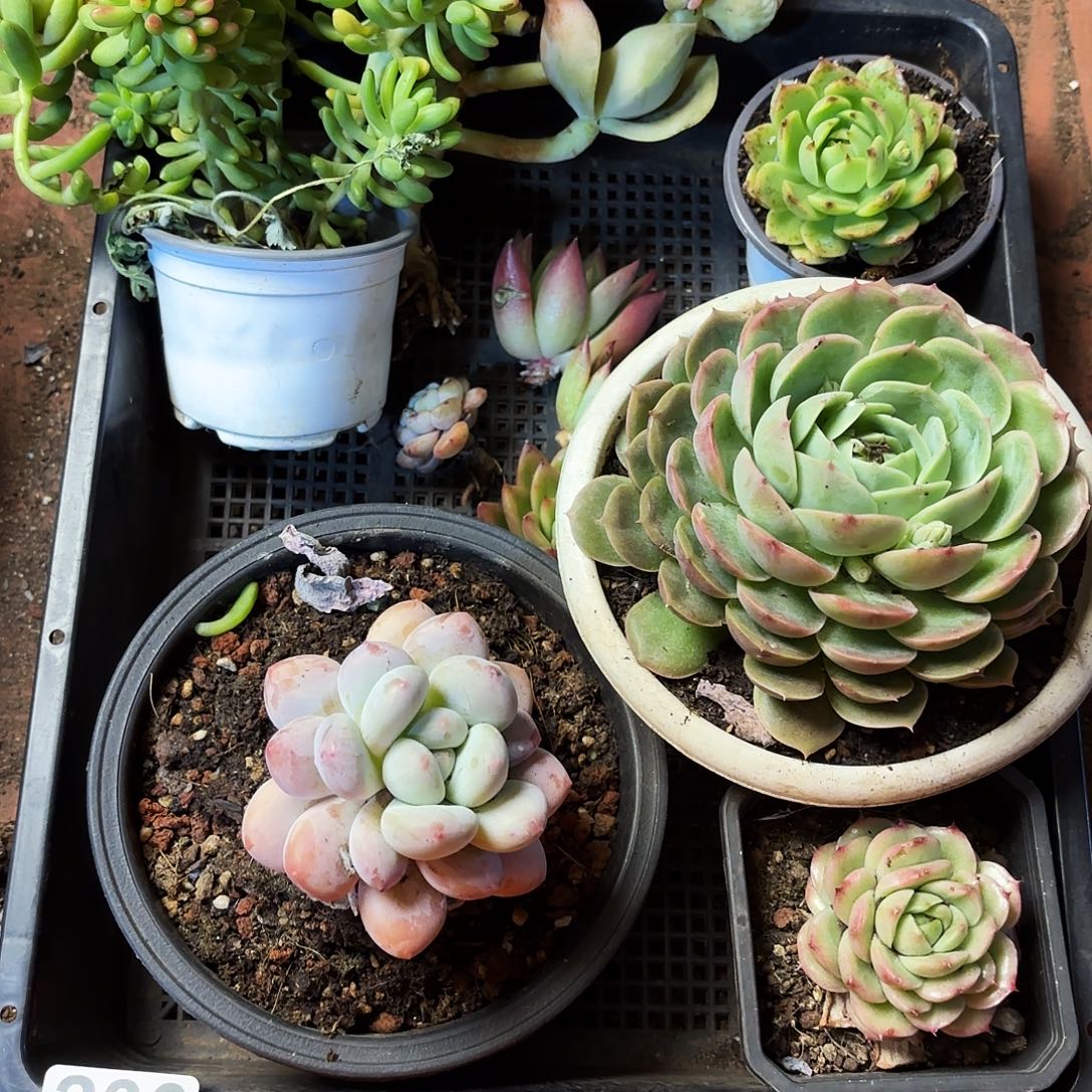 多肉植物空拍230号