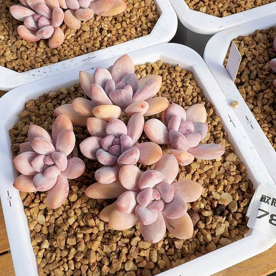 多肉植物香水老桩7802